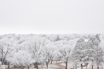 Trees Covered in Frost