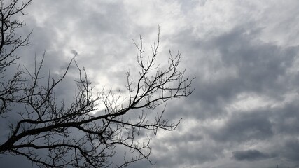 Silhouettes of bare tree branches against blue overcast sky in moonlight. Halloween haunted forest concept