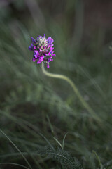 Blurred background with delicate wildflower and grass. Beautiful natural pattern of green stems. Selective focus, bokeh effect. Spring bloom, new life concept.