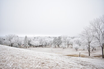 Fototapeta na wymiar Trees Covered in Frost