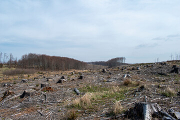 landscape after bark beetle