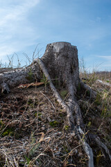 European Spruce stump