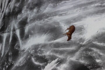 Street dogs sleeping on the metalled tarred road on a winter afternoon