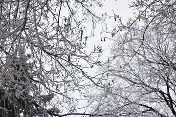 Obraz premium Trees Covered in Frost