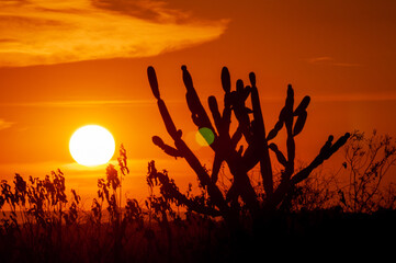 silhouetted cactus at sunset. Typical scene from the northeast region of Brazil. - obrazy, fototapety, plakaty