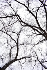 Trees Covered in Frost