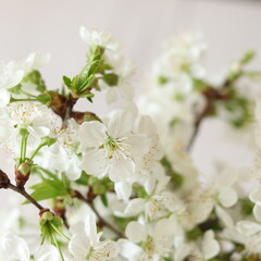 Spring sour cherry flower tree bouquet. Prunus cerasus, tart dwarf blossom. Blooming green branches with beautiful white flowers with pollen. 
