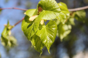 Young linden leaves on a background of blue sky.