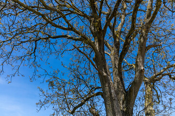 nussbaum im frühling