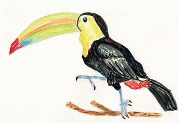 Toukan bird art