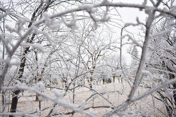 Bush Covered in Frost