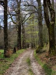 petit chemin ombragé