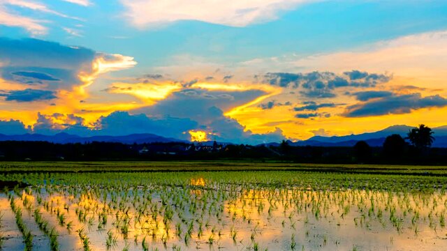 Time Lapse video 4k, Sunset over the rice paddies is growing at Chiang Mai, Thailand. Late evening sunset over the rice paddies 
