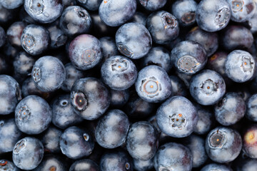 Fresh blueberry background. Texture blueberry berries close up.