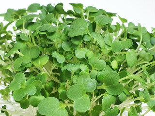 Bok choy micro greens isolated on white background with copy space. Micro green arugula sprouts....
