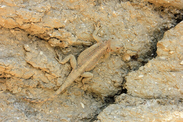 Lizard sitting in the sun in the mountains of Gobustan. Azerbaijan.