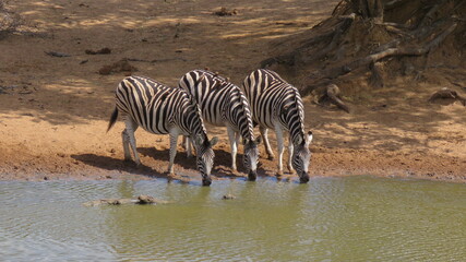 Fototapeta na wymiar Zebra drinking at waterhole