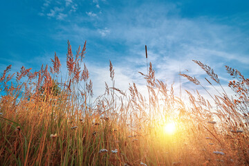 Autumn yellow grass and sunset on blue sky.