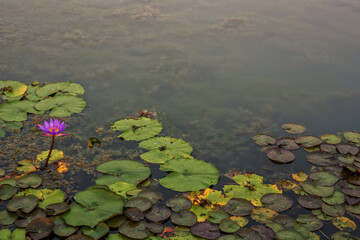 Pink lotus flowers are blooming with sunset in the evening