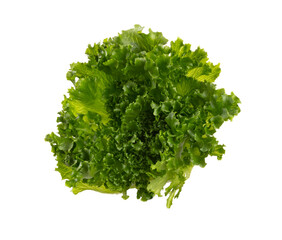 Obraz premium Salad leaves Bio lettuce isolated on white background.