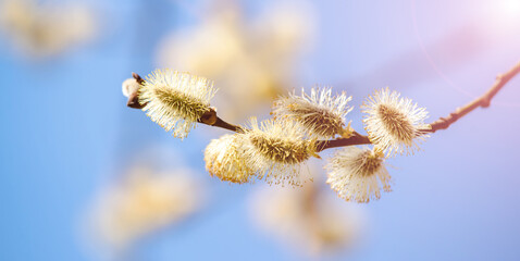 Blossoming willow in the early spring on a background of blue sky
