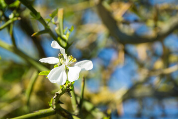 Close-up of White flower of Citrus trifoliata or Japanese Bitter Orange(Poncirus trifoliata) with prickly branches in public city park Krasnodar or 'Galitsky park'. Spring theme for design