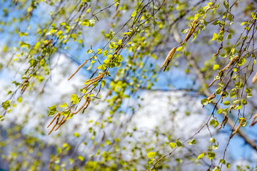 Budding birch leaves in the early spring on a background of blue sky
