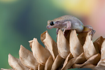 Dessert tree frog on a dried leaf