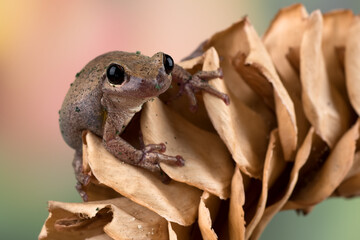 Dessert tree frog on a dried leaf