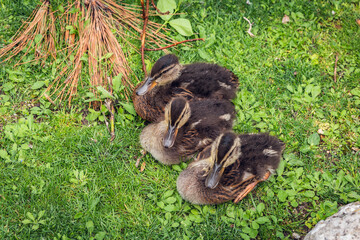 three little ducklings resting on the grass
