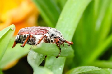 Maikäfer im Regen
