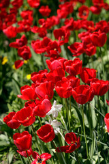 Red tulips on nature background