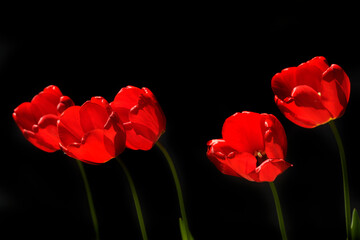 Red tulips on black background