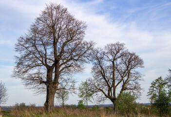 dwa drzewa © Katarzyna