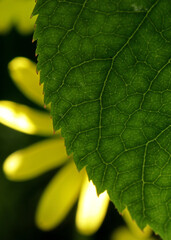 close-up of  leaves of a plant on nature