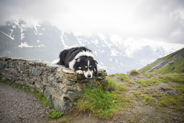 Obraz premium Portrait of border collie on stone in austria nature near to glossglockner.