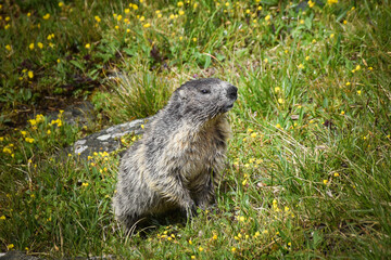 Naklejka na ściany i meble portrait of pouched marmot in Austria nature near to glossglockner