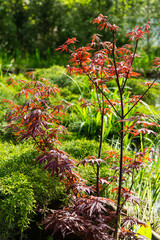 Japanese maple Acer palmatum Atropurpureum in spring garden. Young red leaves against blurred green plants  background. Beautiful landscape, fresh wallpaper, nature background concept