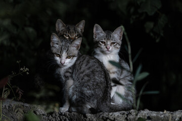 Three little kittens in the green grass at night time.