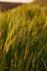 Grass. Fresh green spring grass background, closeup. Sun. Soft Focus. Summer Background. Summer meadow with green grass