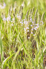 Grass. Fresh green spring grass background, closeup. Sun. Soft Focus. Summer Background. Summer meadow with green grass