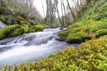 Mountain river with moss-covered rocks. Silk effect in the water. Landscape.