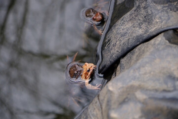 Frogs mate in water in spring, top view
