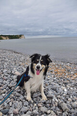 Portrait of border collie on stones on the beach. Dog at the sea.