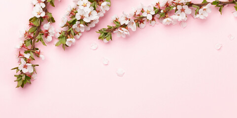 Cherry blossom over pink background