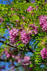 Fototapeta premium Robinia pseudoacacia ornamental tree in bloom, purple robe cultivation flowering bunch of flowers, green leaves in sunlight