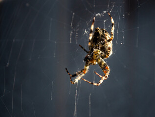 spider on the web macro 