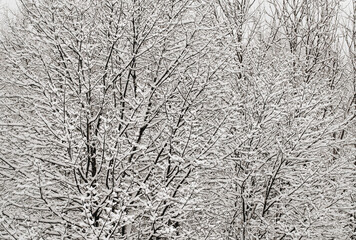 tree texture snow frost tree