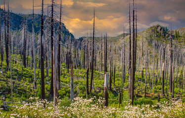 New growth, wildflowers and regeneration are growing among the dead pine and fir trees that burned in the B&B Complex fires that burned over 90,000 acres of forest near Sisters, Oregon - Powered by Adobe