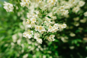 Blooming jasmine branch with flowers. Beautiful white jasmine flowers. Natural background